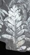 Fossil Seed Fern Plate - Pennsylvania #32708-1